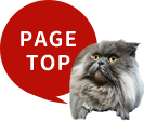 PAGE TOP